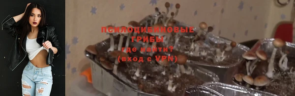 прущие грибы Дмитровск